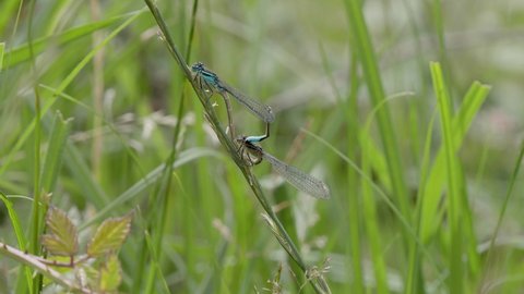 Common Blue Damselflies Mating on a Grass Stem