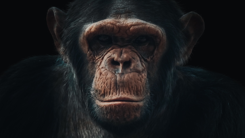 Portrait morph. Monkey turns into man and reverse. Chimpanzee (Pan troglodytes) slowly morphs into an adult caucasian man (Homo sapiens) and back Royalty-Free Stock Footage #1084736389