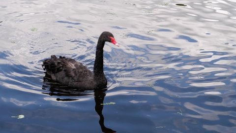 The black swan swims in the pond.