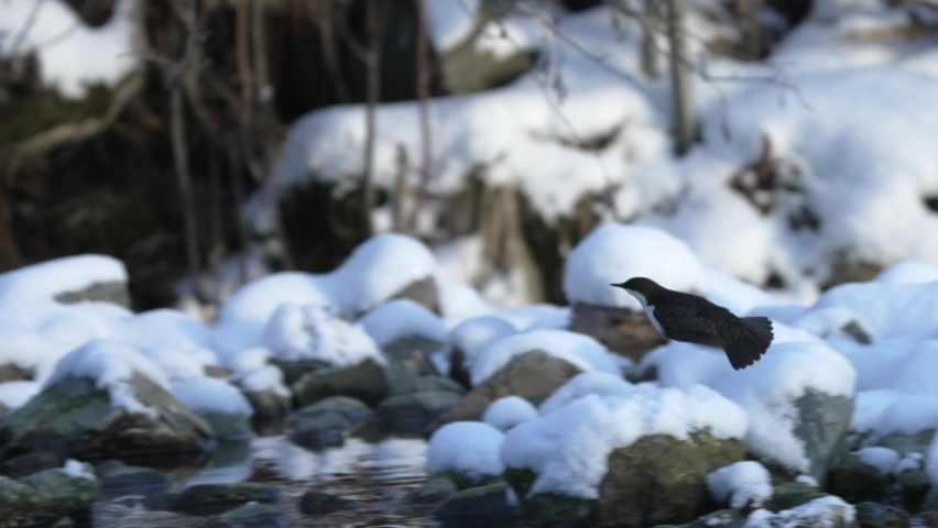 202210 Cinclus cinclus white throated dipper flying and landing on a snowy rock and courtesy singing. In slow motion from 120 fps Royalty-Free Stock Footage #1084741762