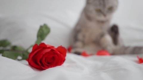 Valentines Day cat purebred Scottish fold with a red rose lies on the bed. Happy valentine's greetings. March 8, women's day, mom's, mothers. Beautiful domestic cat congratulates on holiday