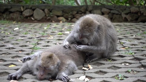 Grey Monkey grooming mate outside