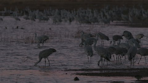 Sandhill Crane Flock Cranes Roosting at Dawn Dusk Morning Evening Low Light