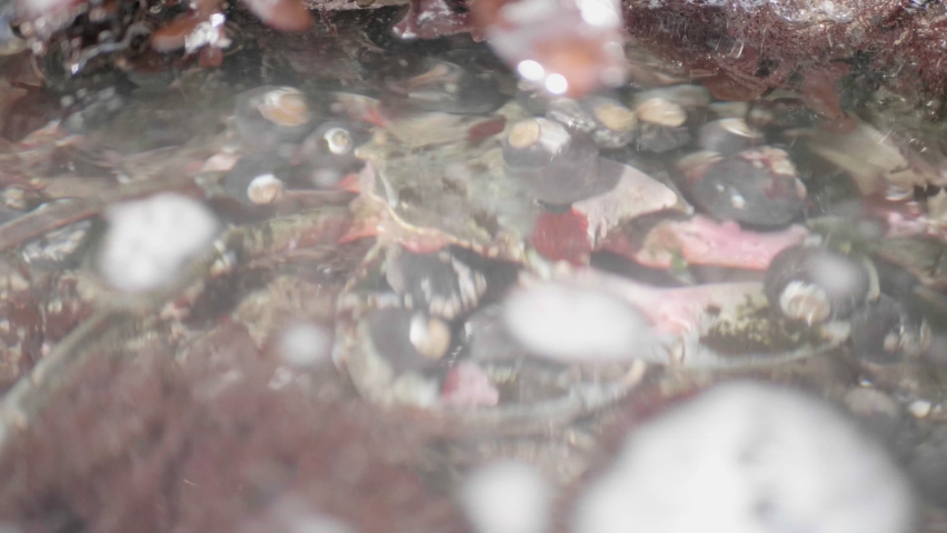 Kelp Crab Covered in Snails Crawling Underwater at the Moss Beach Tide Pools in California