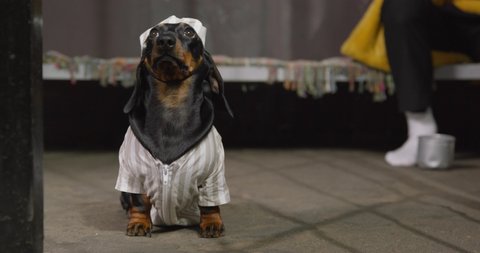 Sad dachshund puppy in striped uniform with cap is sitting in common cell with other prisoners, door closes in front of it. Dog was put in jail for bad behavior or violation of the law.