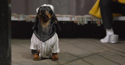 57 Gangster Pet Stock Video Footage - 4K and HD Video Clips | Shutterstock 57 Gangster Pet Stock Video Footage - 4K and HD Video Clips | Shutterstock