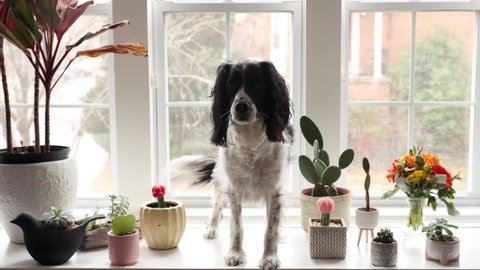 cute dog on windowsill with succulents - adorable black and white springer with potted plants - beautiful springer in window