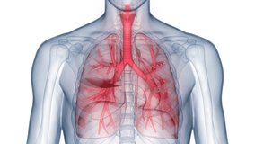 Human Respiratory System Lungs Anatomy Animation Concept. 3D