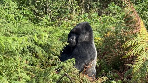 Mountain gorilla - Gorilla beringei, endangered popular large ape from African montane forests.