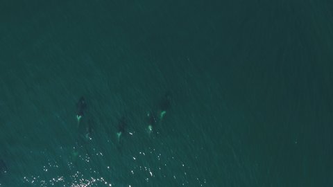 Family of killer whales near the Pacific Ocean coast of Kamchatka Peninsula