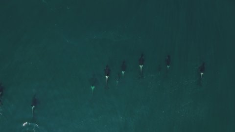 Family of killer whales near the Pacific Ocean coast of Kamchatka Peninsula