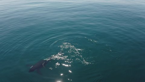 Lonely orca fishing near the Pacific Ocean coast of Kamchatka Peninsula