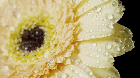 Water drop falls on yellow gerbera in dew on black background | Skin care cosmetics with natural plant extracts commercial
