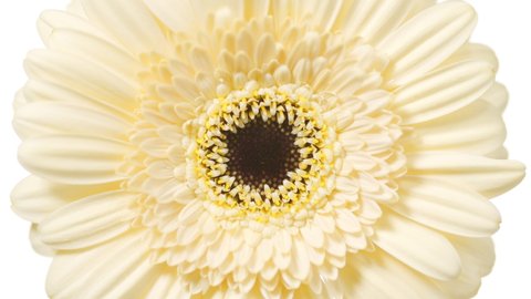 Close up macro shot of water drop falls down on clear fluid surface creating concentric circles on white background with yellow gerbera | Skin care cosmetics with natural plant extracts advertisement
