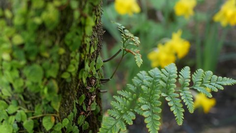 Fern leaf, moss and tree bark in forest, California USA. Springtime morning atmosphere, delicate tiny green creeper plant on trunk. Spring fairy botanical freshness in wood. Yellow daffodil narcissus.