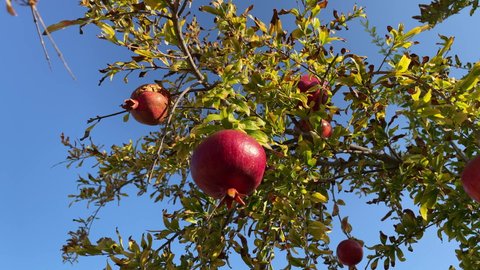 Pomegranate tree branch with pomegranates New crop Macro shot red pomegranates background sky blue natural background images 4K video footage buying now.