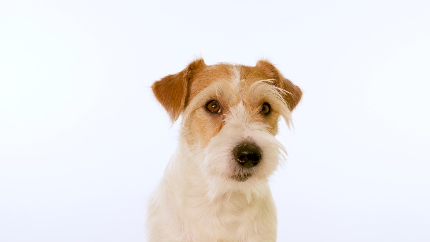 65 Wire Haired Jack Russell Terrier Stock Video Footage 4K And HD   1 