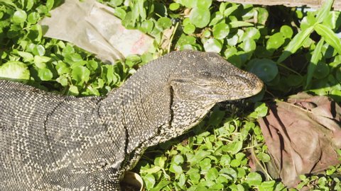 Water monitor in Thailand turning face to a camera. Traditional lizard in tropical area. Varanus Salvator. Wild life living in urban place.