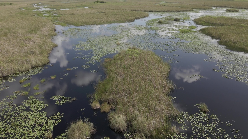 Plant tannins darken swamp water in the Florida everglades, aerial