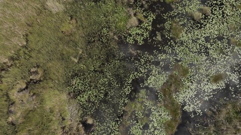 Downward aerial view of swamp plants in tannin black water marsh