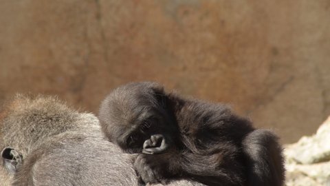 Gorilla baby in the back of gorilla mom