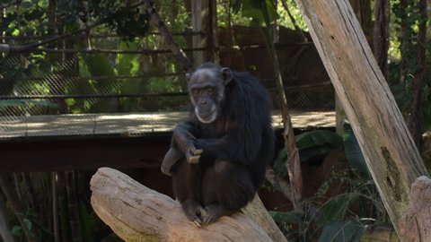 Common chimpanzee gesturing in a tree - Pan troglodytes