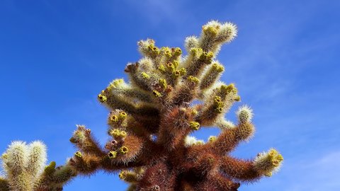 Teddy bear cholla (Cylindropuntia bigelovii). Cholla Cactus Garden at Joshua Tree National Park. California