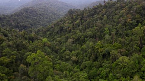 Malaysian rain forest from above. Drone shot contains noise or grainy film.