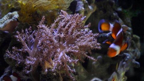 Kenya tree coral, popular pet move branches and tentacles in strong current and hunt for food, healthy and active animals grow in nano reef marine aquarium