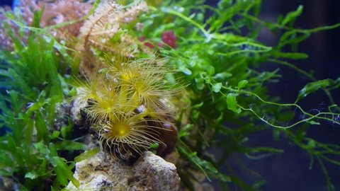 Parazoanthus gracilis small colony, yellow crust sea anemone polyps move tentacles in strong water current, healthy, green Caulerpa alga vegetation in background of nano reef marine aquarium