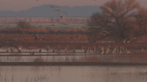 Sandhill Crane Flock Cranes Standing Taking Off Flying Dawn Morning Sunrise