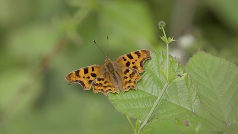 Comma Butterfly resting on a leaf