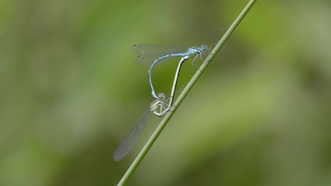 Azure Damselflies Mating on a Reed Stem