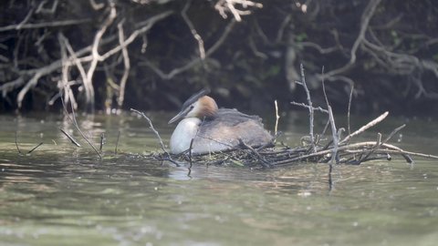 Great Crested Grebe on a Nest.
