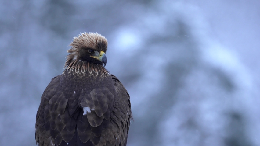  Golden Eagle, Headshot on a snowy day. White forest in the background. Nice Bokeh. Shallow depth of field