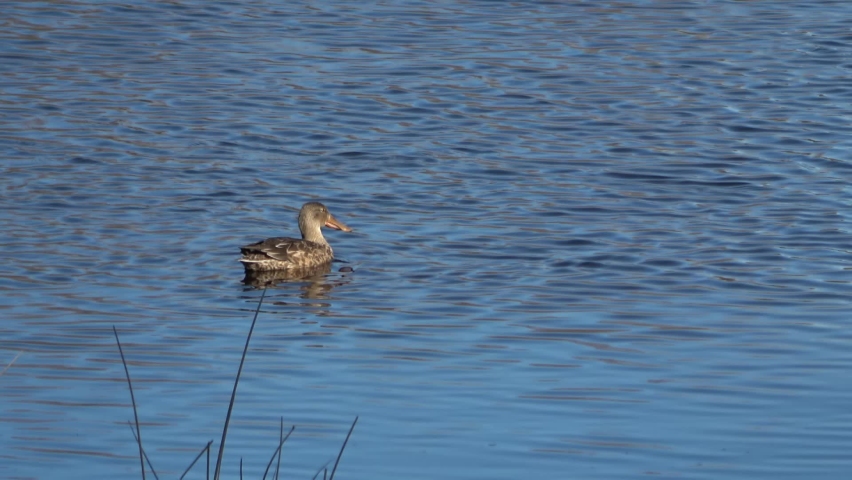 Female of Northern shoveler (Spatula clypeata), known simply in Britain as the shoveler, is a common and widespread duck