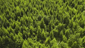 Aerial view of forest in Russia at sunrise. Drone shot flying over spruce conifer treetops, nature background footage in 4K resolution