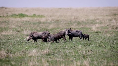 A cute family of warthogs with nursing young babies in Kenya Africa