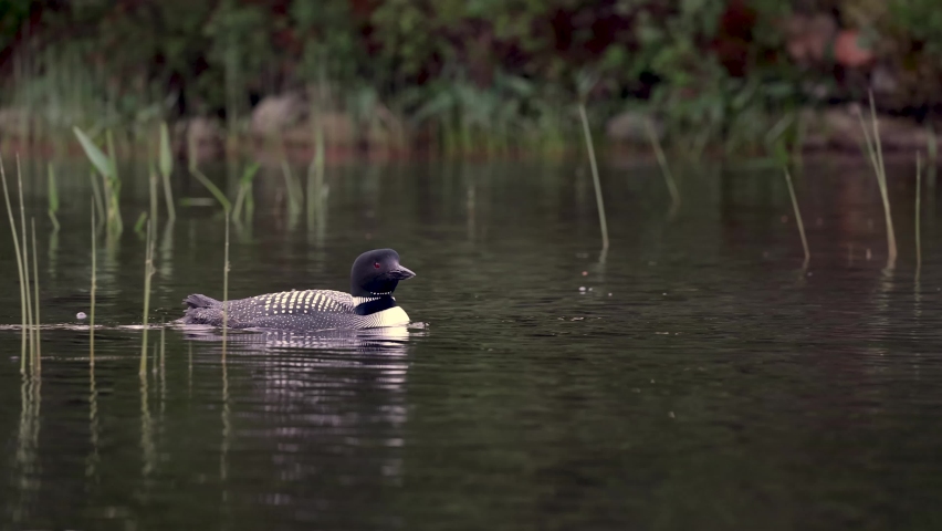 Common loon and chick video clip 