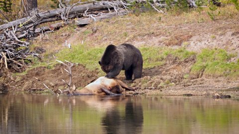 Grizzly Bear with a recently killed elk on the shore of the Yellowstone River in Yellowstone National Park, Wyoming.