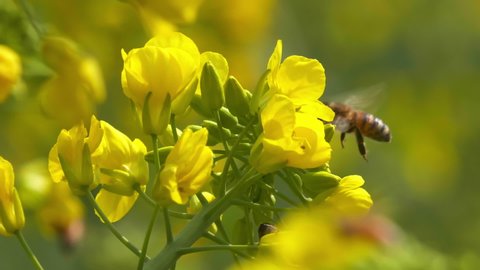 slow motion of Insect bees gather nectar on yellow rapeseed flowers honey bee busy in oilseed field works hard to collect the pollen honey at spring sunny morning