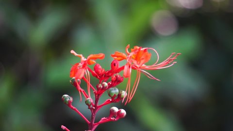 Clerodendrum speciosissimum (Also called bunga merah, kemena-mena, java glory bower, shrub tree) in nature. It is cultivated as an ornamental plant, in particular for its bright red flowers.