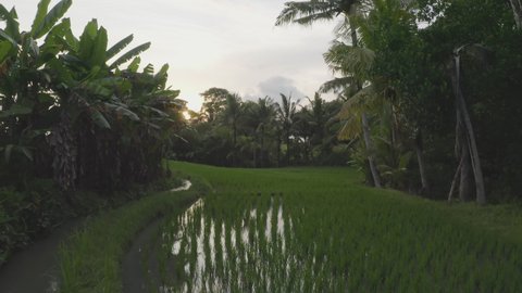 Camera flies between tropical thickets over rice terraces in the water of which sunset sky is reflected, rises above green tropical palm trees, opening a wonderful view of a wonderful sunset. drone 4k