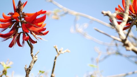 Coral tree red flower in garden, California USA. Erythrina flame tree springtime bloom, romantic botanical atmosphere, delicate exotic tropical blossom. Spring flamboyant colors. Soft blur freshness.