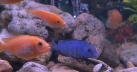 Cichlids at home. A view of orange and blue cichlids in the aquarium water.