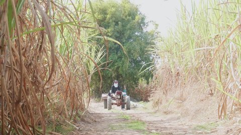 Young Asian man, farmer, sits on a trailer. small tractor Converted into agricultural trucks or changed wheels to be a tractor. Tractor converted into a truck Running on roads between sugar cane field