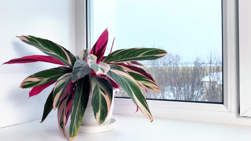 Строманта цветет