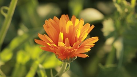 Marigold or Calendula flower.  Blooming orange marigold blossom close up. Medicinal Plant