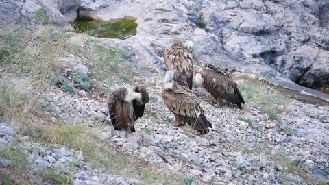 Griffon Vulture, Gyps fulvus, big birds of prey sitting on rocky mountain in grass, nature habitat. Birds cleans its feathers.