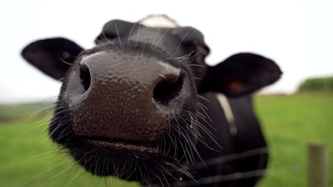 Front view of a cow on a green meadow pulling its tongue out grazing. Horizontal portrait view of black and white cow isolated on green landscape in a meadow. Animals and nature concept.